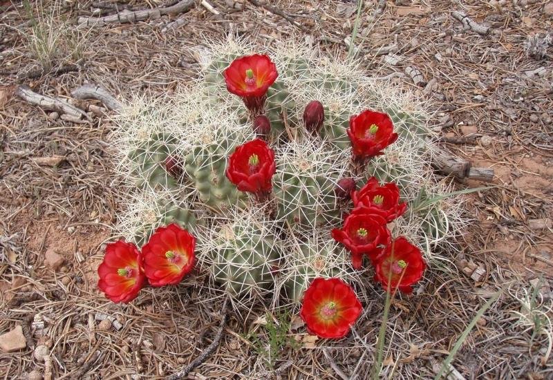 Spring 2015 Capitol Reef cactus NPS photo.jpg