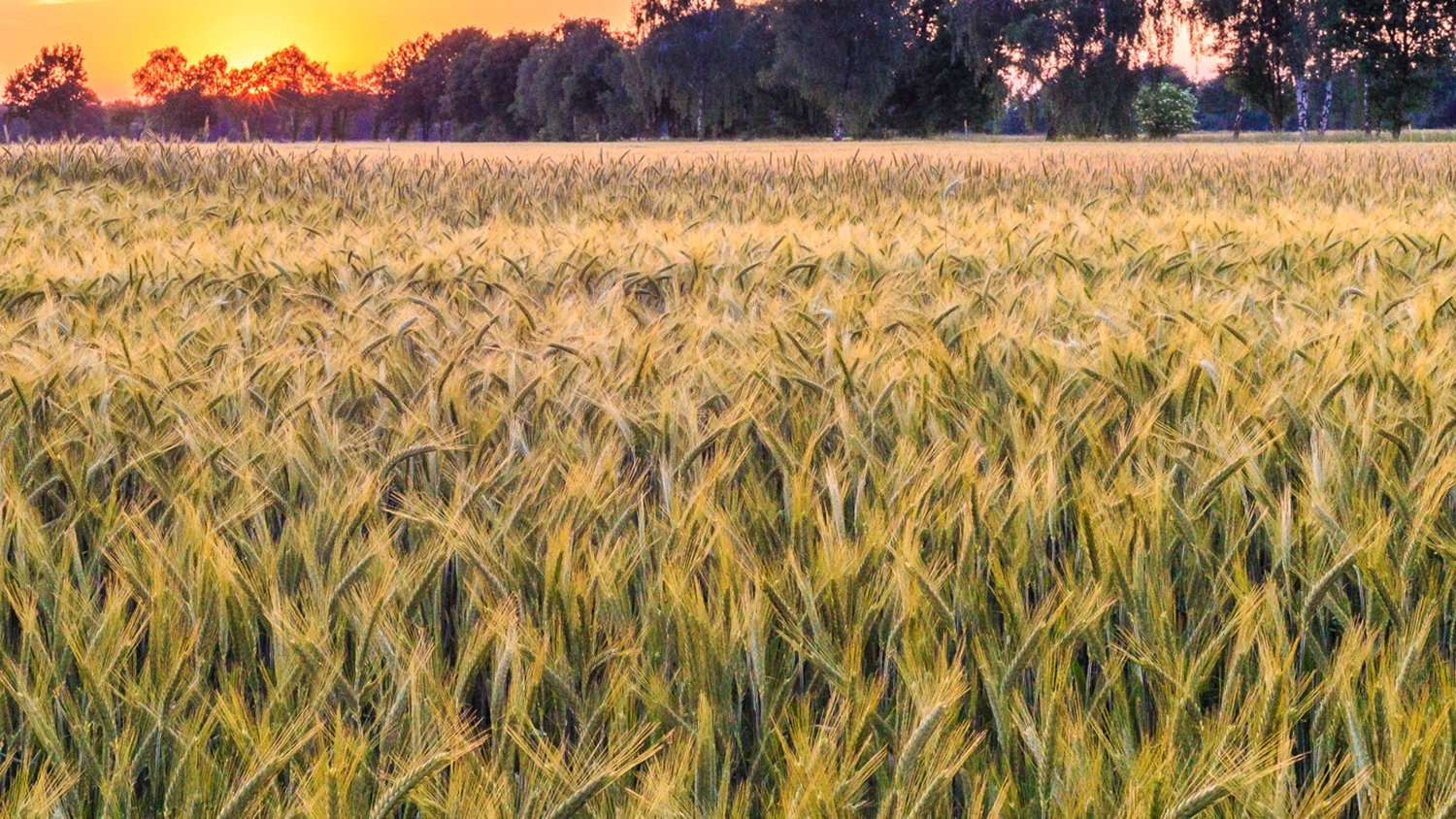 Kansas-corn-crops.jpg