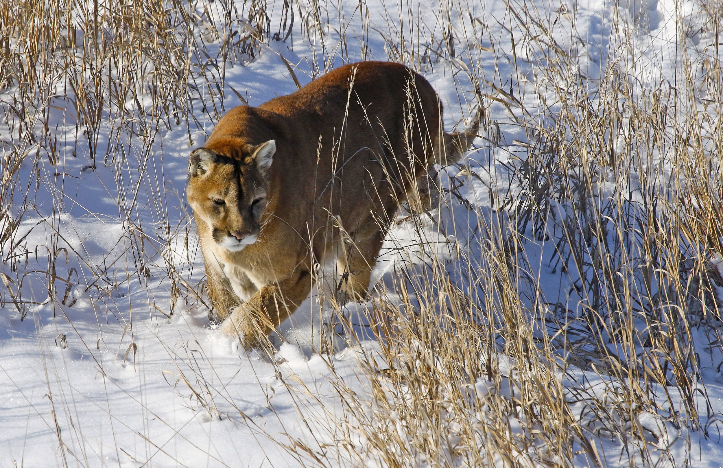 Spring 2022 Mountain Lion - Bill Vogrin, Colo. Parks & Wildlife.jpg