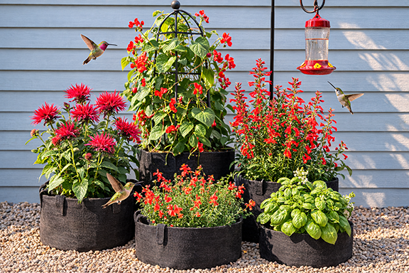 hummingbirds gather around a container garden full of red flowers