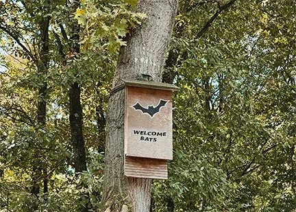 Build a Bat House