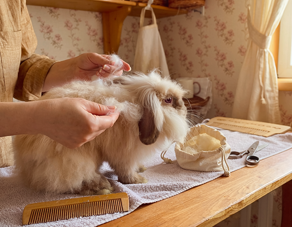 two hands grooming an angora rabbit on a table with comb, scissors, and fiber bag at hand