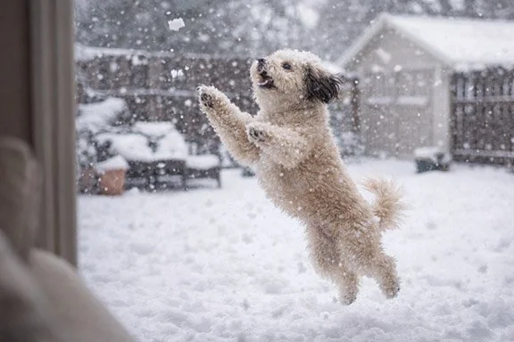 dog leaping in the snow
