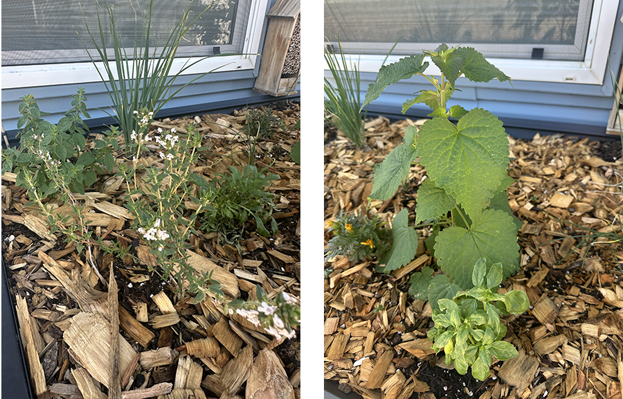 two photos of herbs growing in a raised garden bed