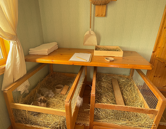 An ideal indoor rabbit breeding set up with two cages, a shelf above that holds necessities.