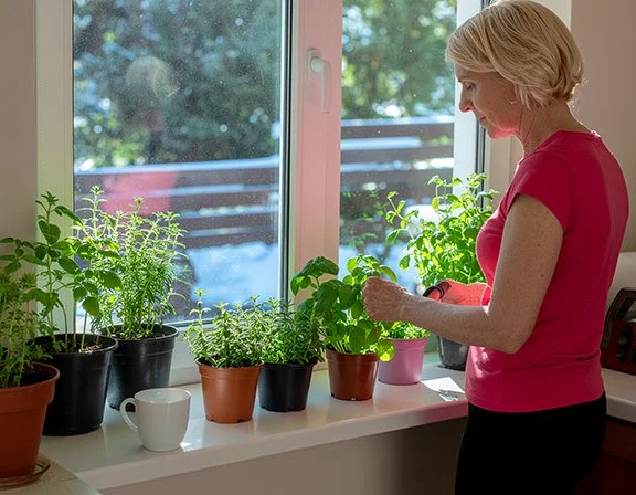 An indoor windowsill garden with plants in the morning sun, a woman caring for them