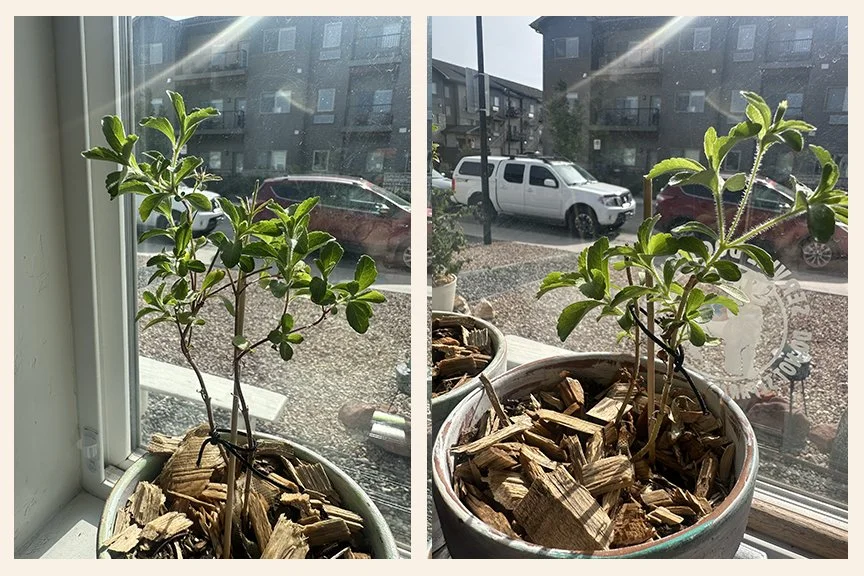 2 stevia plants in need of trimming on a sunny windowsill