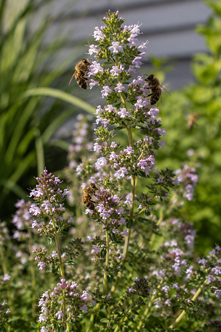 An herb in full flower. Not so good for tast, unless you are a bee!