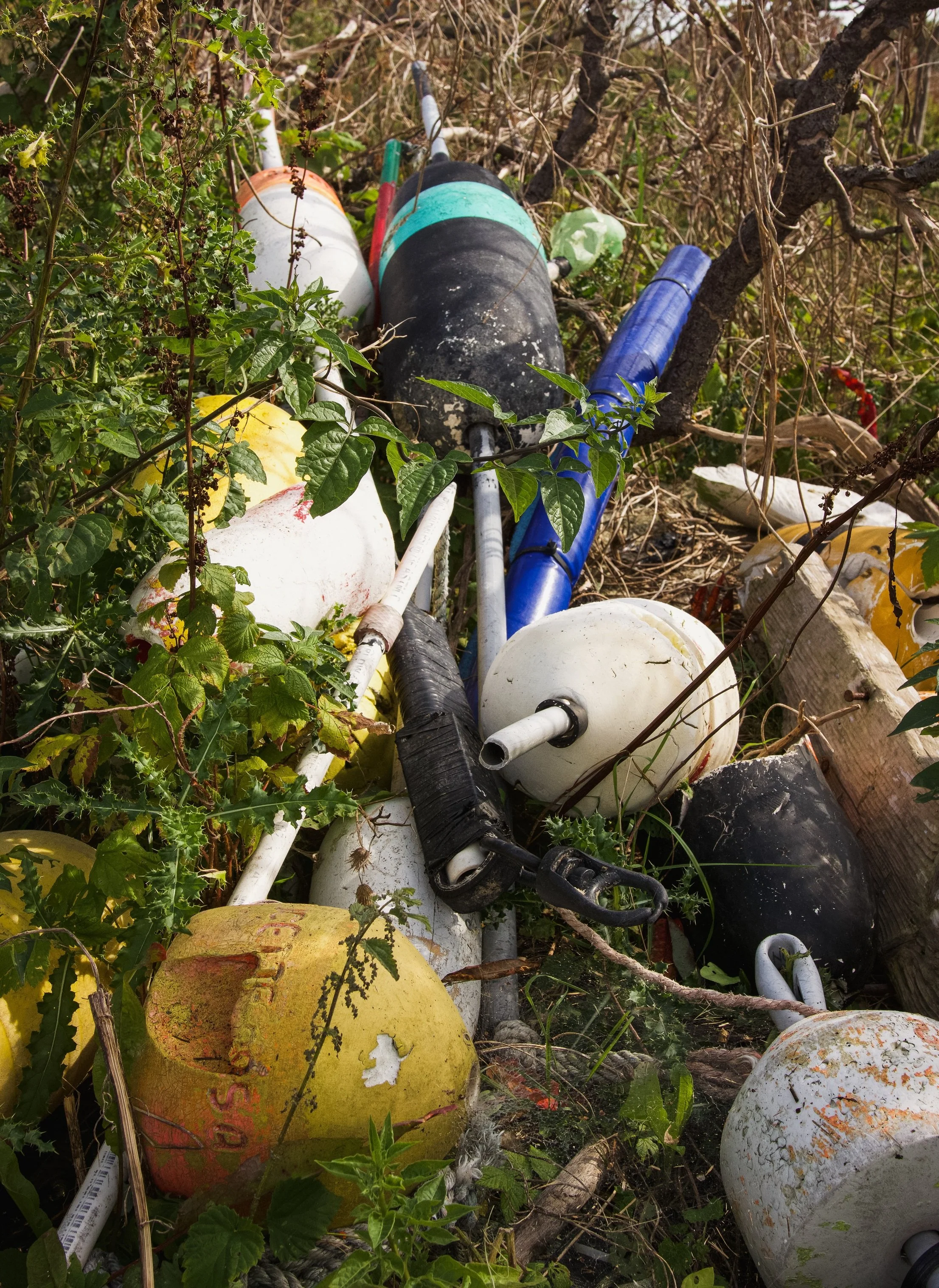 Buoys deep in undergrowth. Credit: Blue Ocean Society