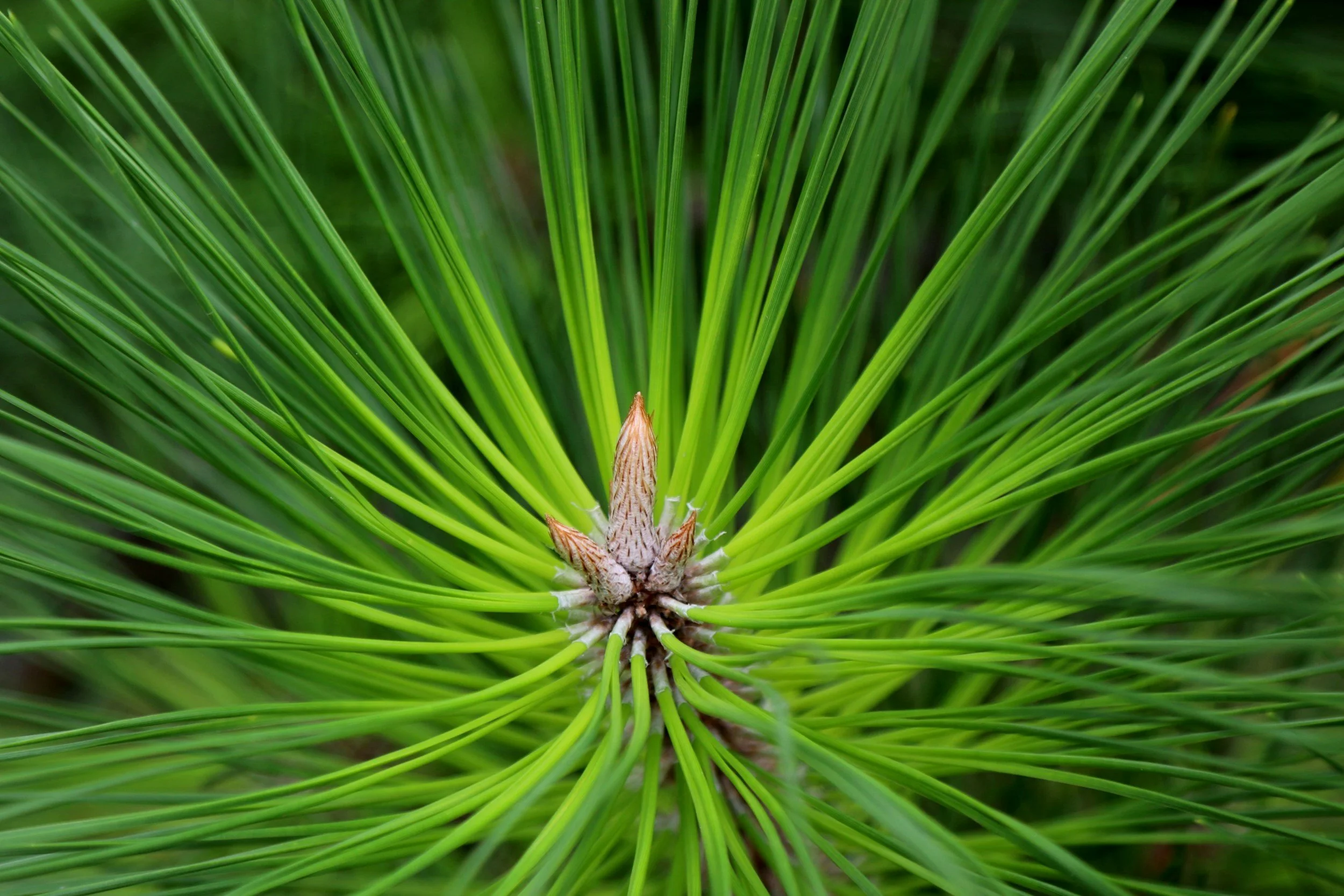 Candle on pine tree