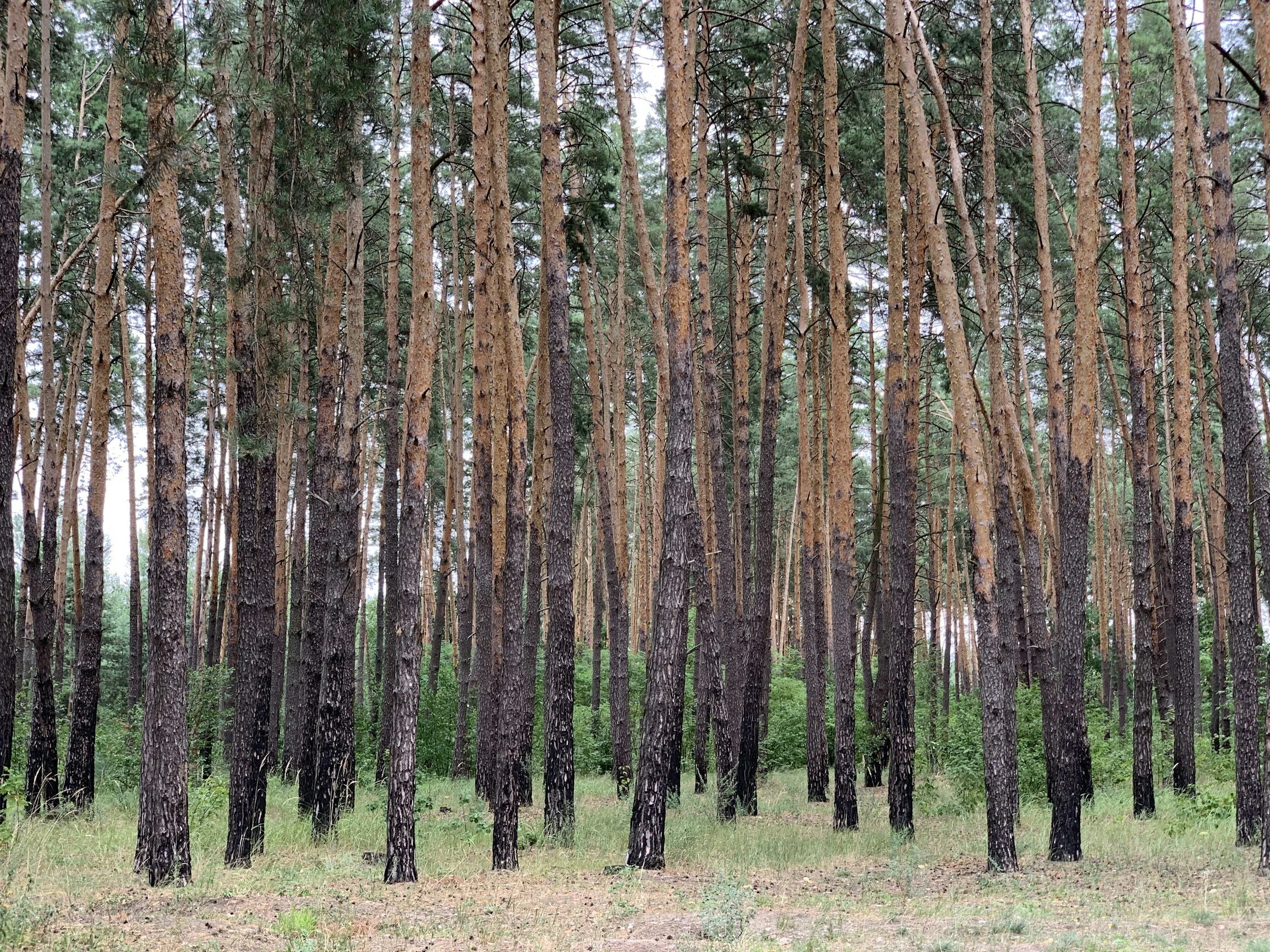 A recently burned pine stand