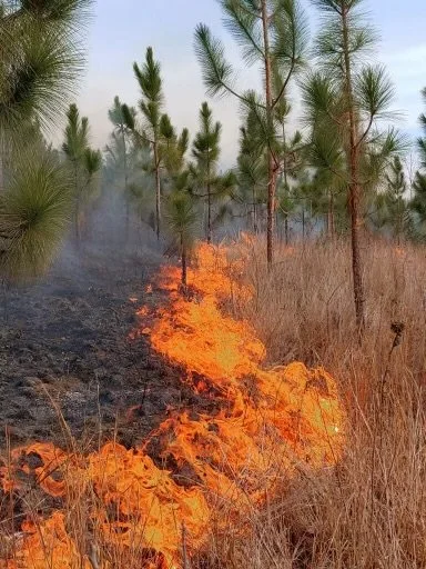 A prescribed forest fire backing through dry grass under planted pine trees.