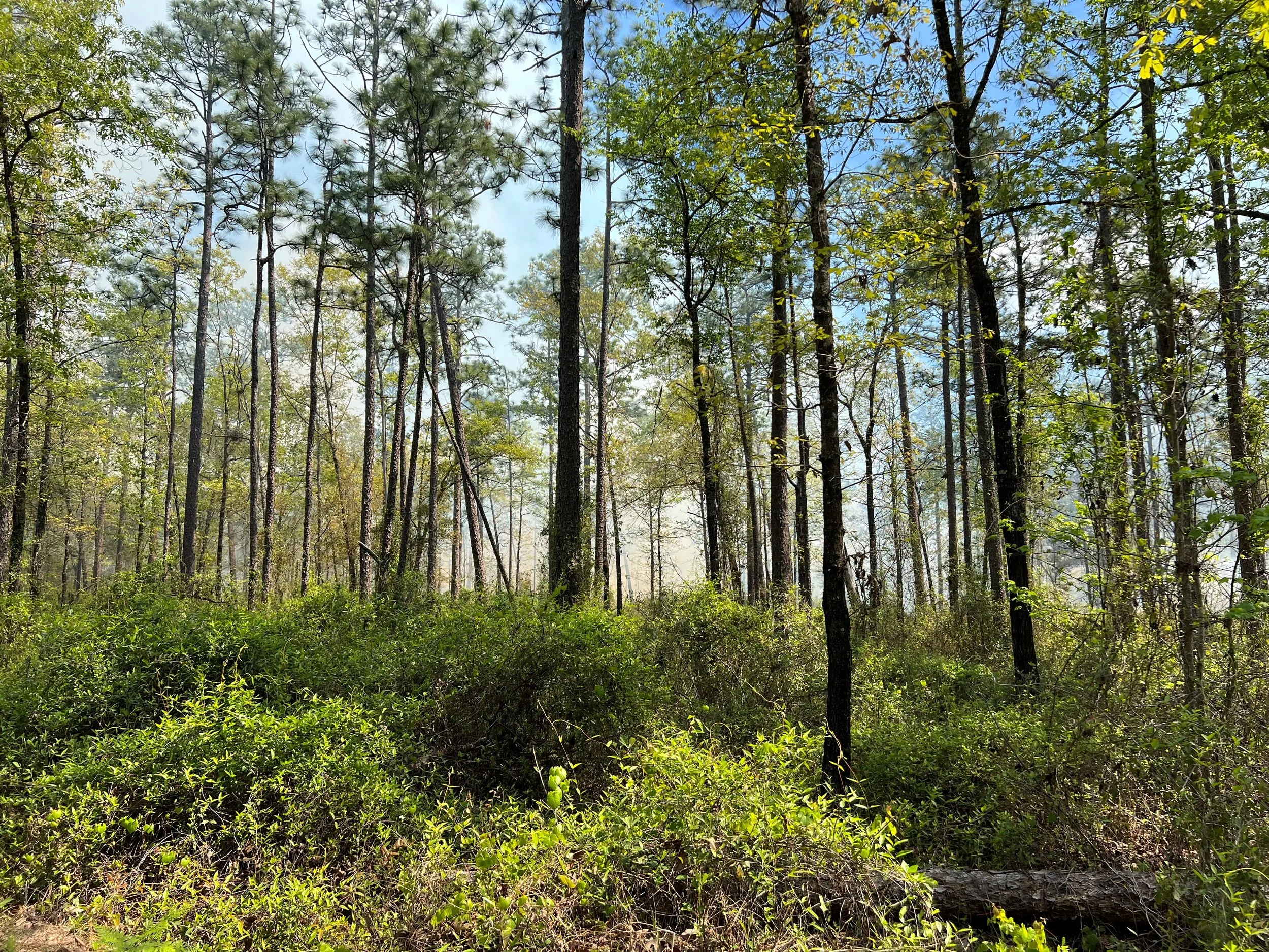 A forest scene with tall pine trees, green foliage, and a partly cloudy sky visible through the trees.