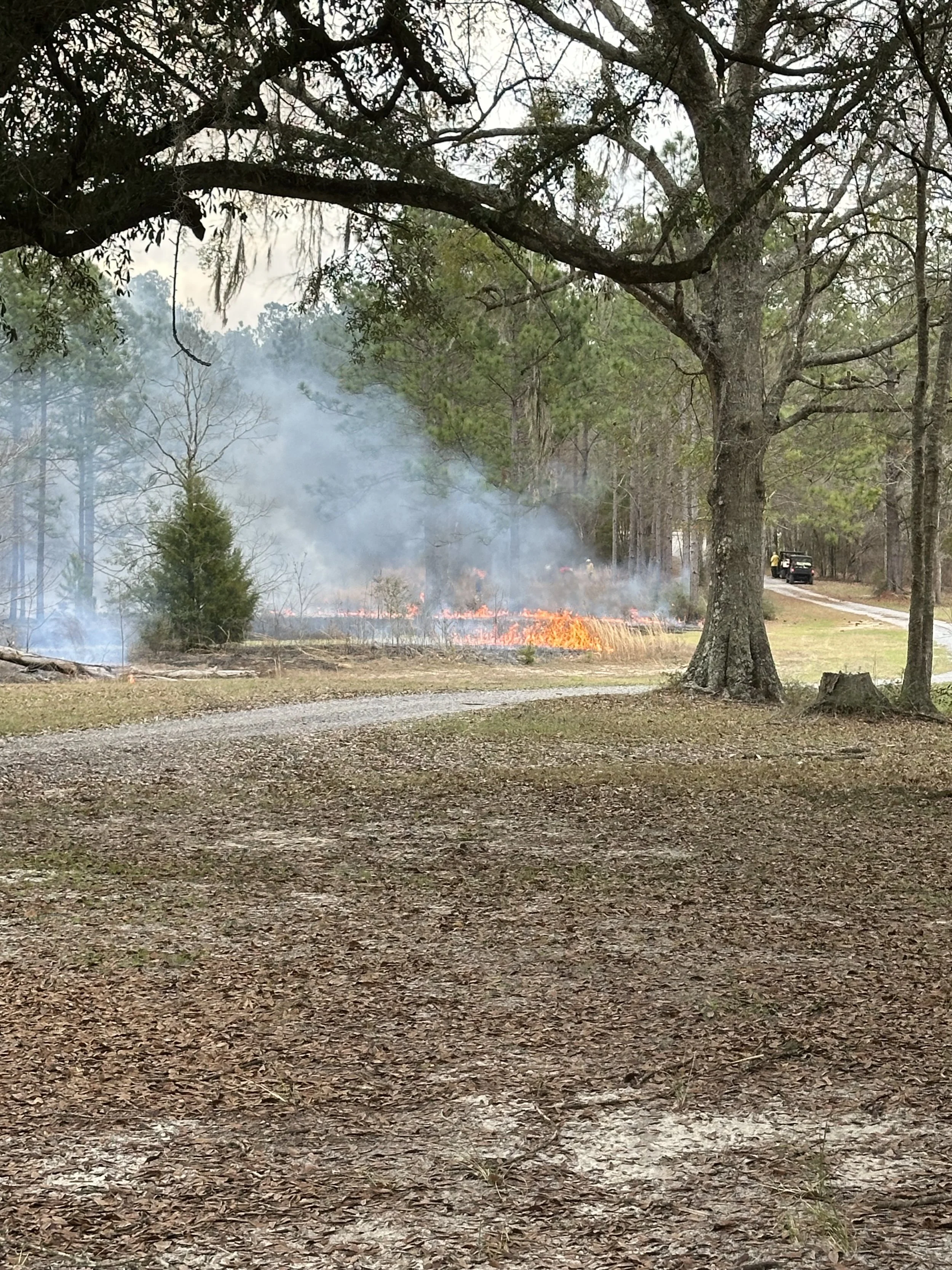 A forest fire with flames and smoke on a grassy area, trees nearby, and a vehicle with people on the road to the right.