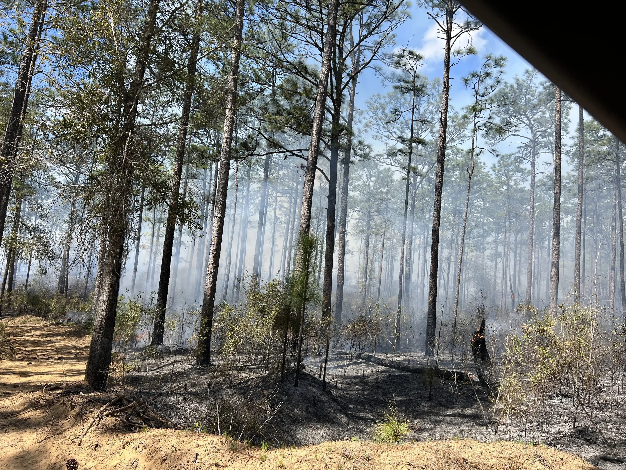 Forest fire with smoke rising among tall pine trees, ground scorched, and some flames visible in the distance.