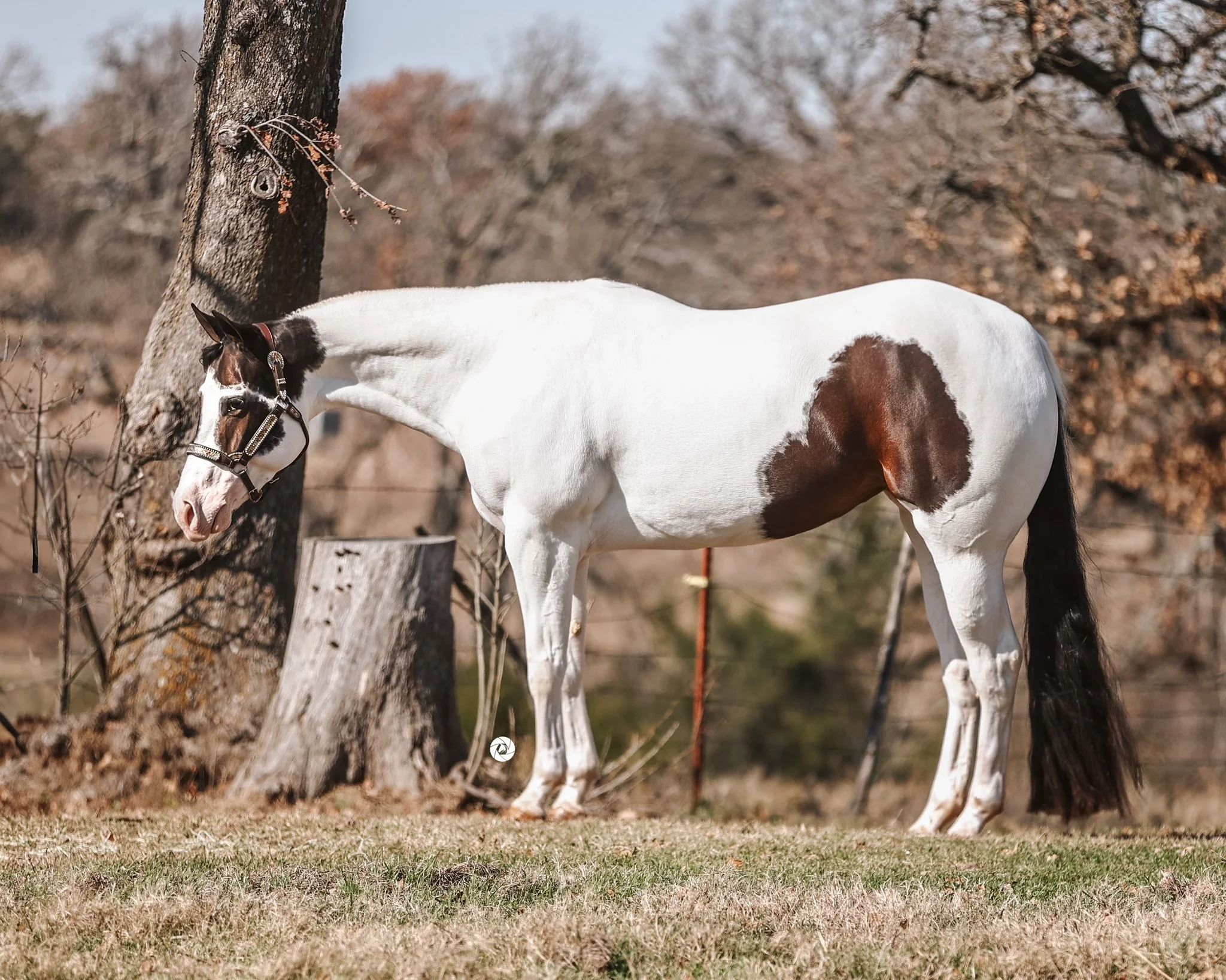 A bay tobiano paint horse is standing outdoors on grass, near a tree with a thick trunk. The background shows trees with autumn-colored leaves.
