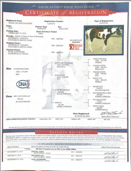 Certificate of registration for a paint horse, showing details about the horse's breed, color, birth date, owner, sire, dam, and registration number, with a picture of a black and white paint horse.