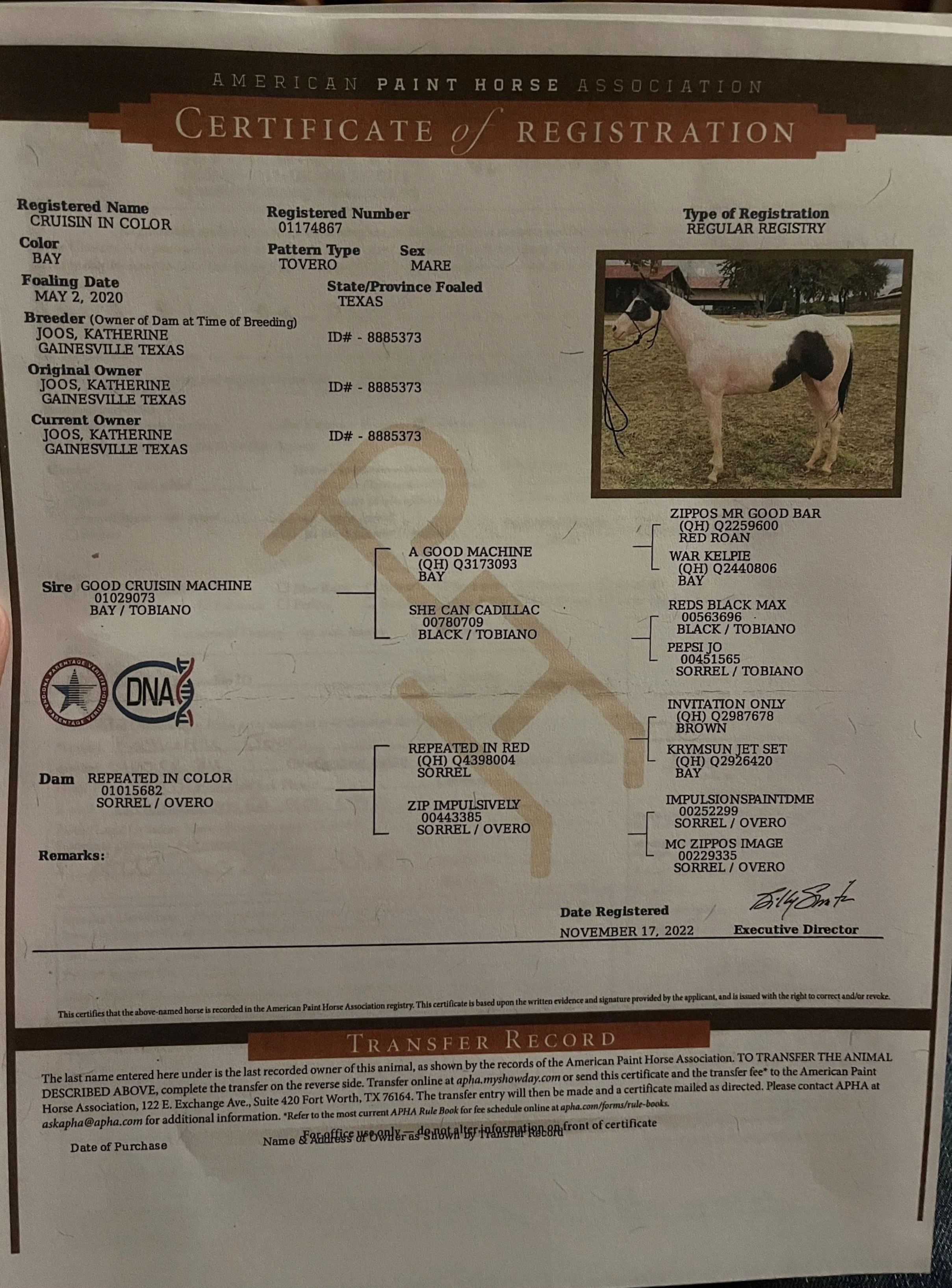 Photograph of a certificate of registration for a horse from the American Paint Horse Association, featuring a picture of the horse, which is white with black markings, standing outdoors on grass with a barn in the background.