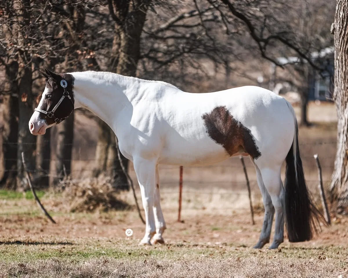 White and brown paint horse standing in a field