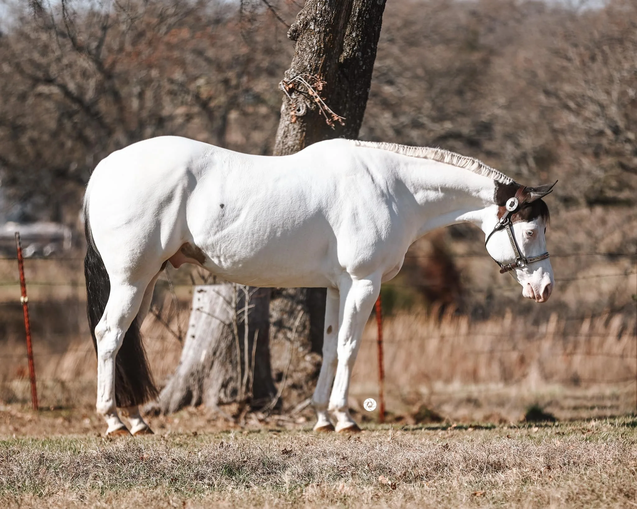 White horse standing by a tree in a field, wearing a bridle.