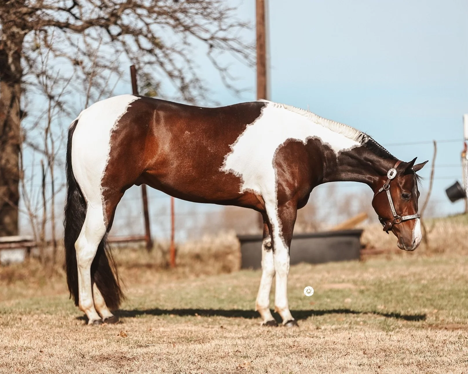 A bay tobiano paint horse standing on grass outdoors with trees and a blue sky in the background.