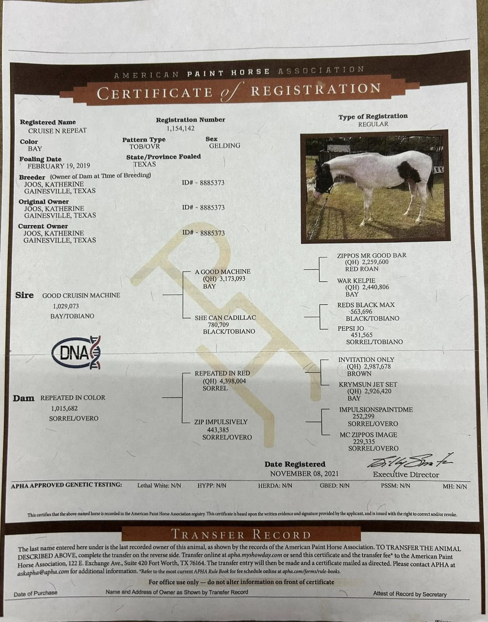 American Paint Horse Association certificate of registration for a horse named 'Cruise N Repeat.' The horse is a bay color, gelding, foaled in Texas on February 19, 2019. The certificate includes pedigree details, color, sex, breeder, and owner infor