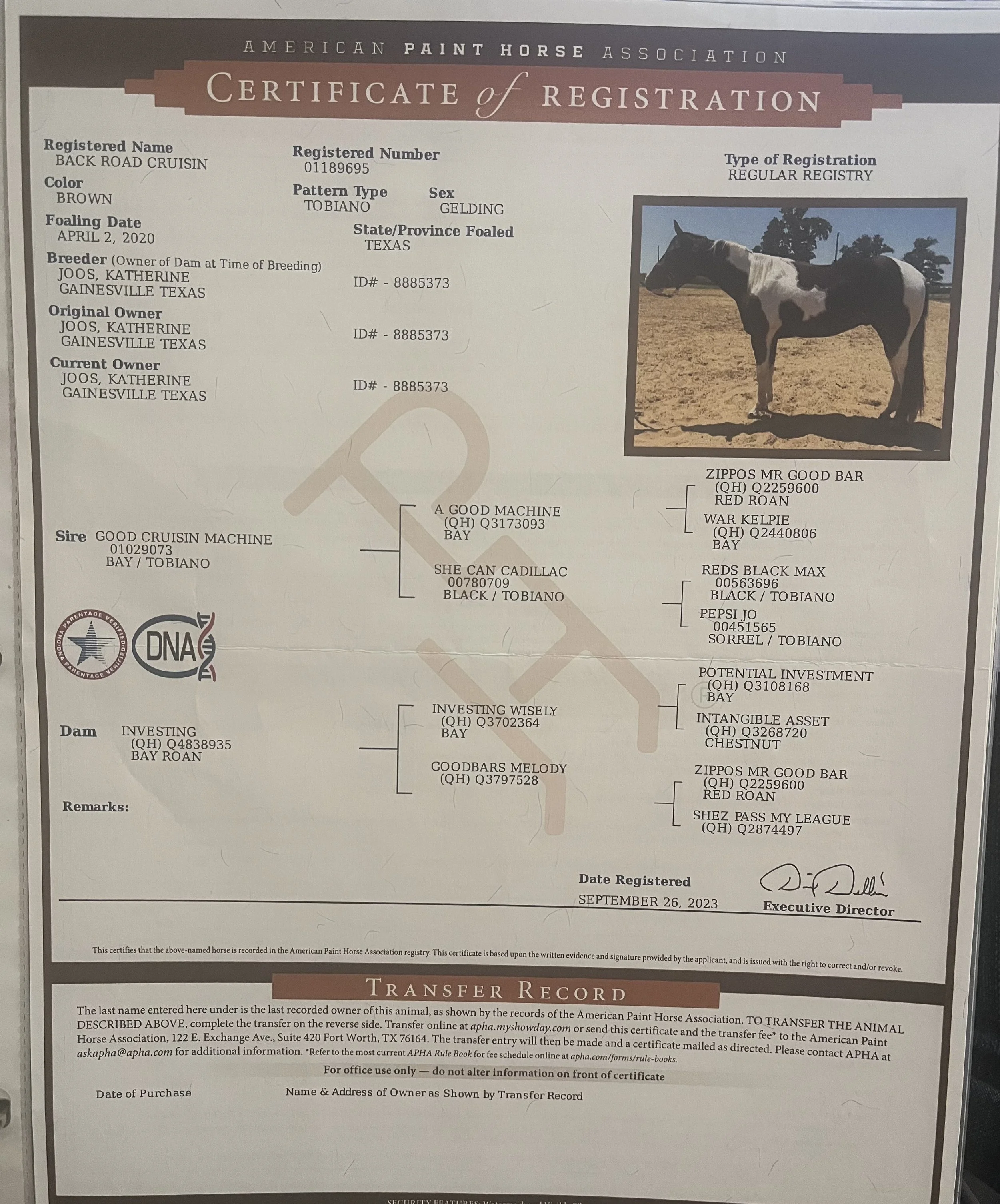 Certificate of registration for a horse named Back Road Cruisin, a brown Tobiano gelding foaled in Texas on April 2, 2020. The horse's sire is Good Cruisin Machine and dam is Investing. The certificate includes a portrait of the horse and details abo