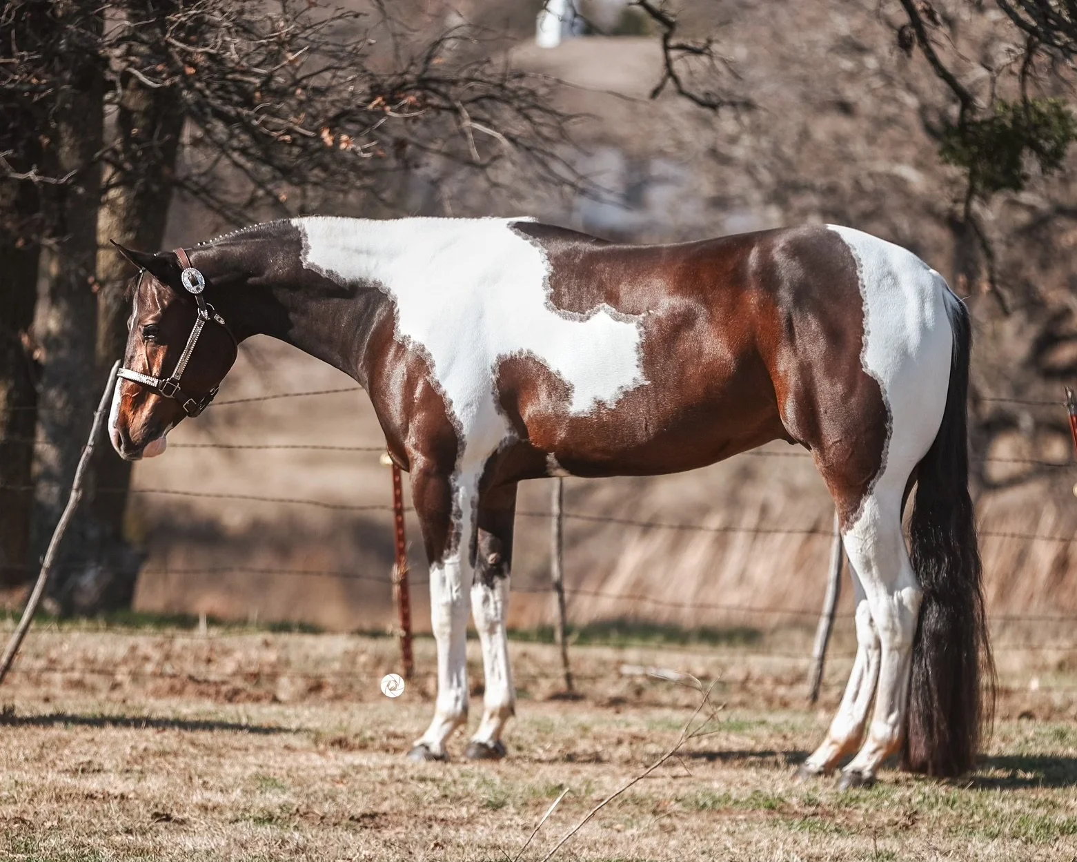A bay tobiano paint horse standing outdoors on grass with trees and a wire fence in the background.