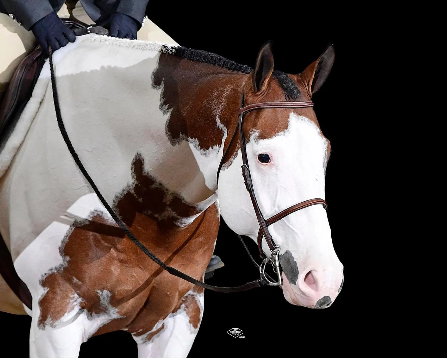Paint horse with white and brown patches wearing a bridle, held by a rider in gloves against a black background.
