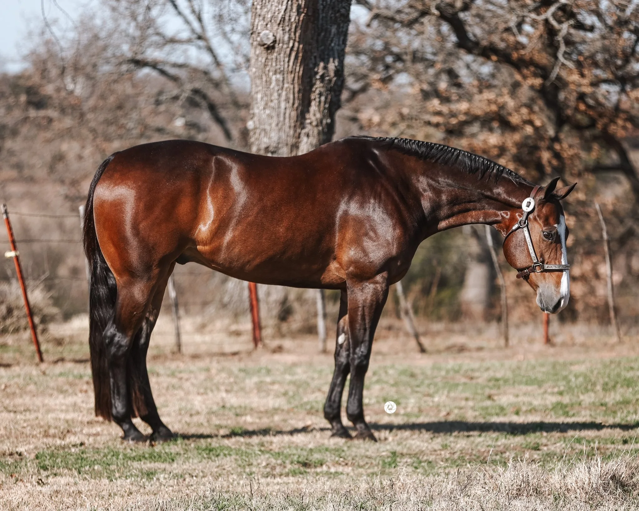 A brown horse with a white stripe on its face standing on a grassy field near a tree, with a fence in the background, on a clear day.
