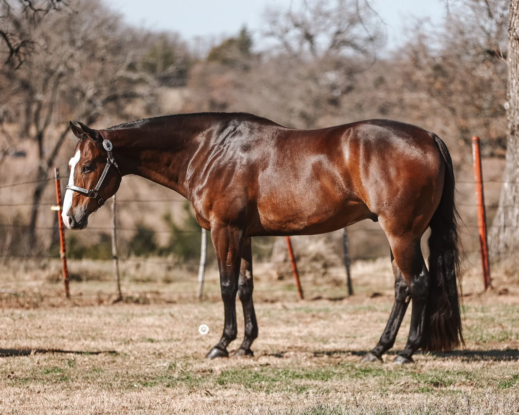 A brown horse with a white stripe on its face, standing in a grassy area with trees and a fence in the background.