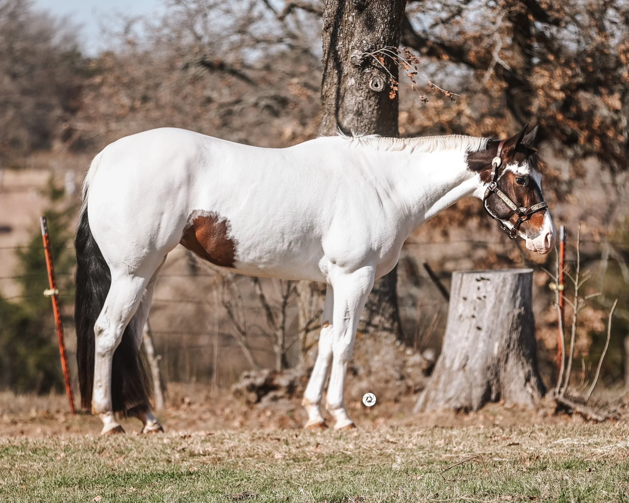 A bay tobiano paint horse, standing outdoors near a tree and a tree stump, with a grassy ground and a background of leafless trees and a fence.