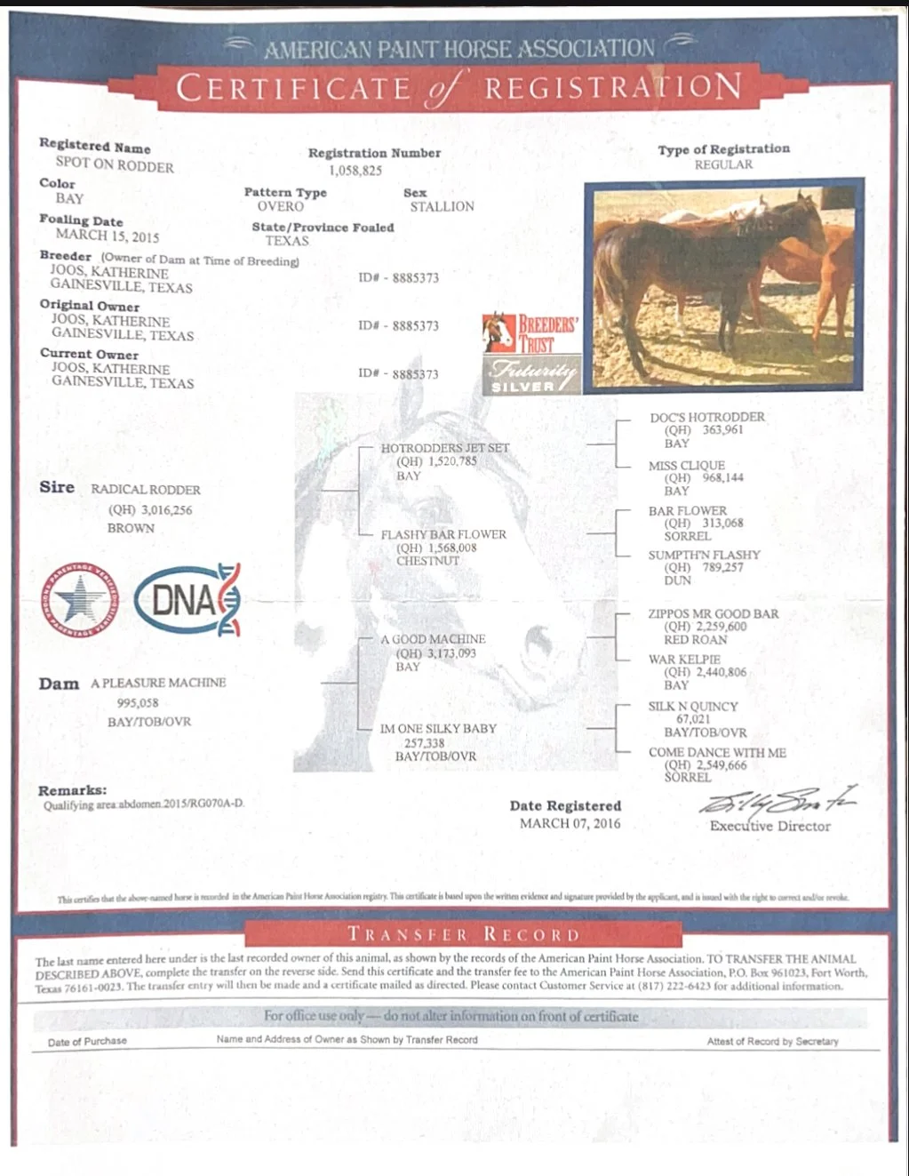 Certificate of Registration from the American Paint Horse Association for a bay stallion named Spot on Rodder. Includes details about the horse's color, sex, breed, foaling date, and lineage, with a photo of the horse.