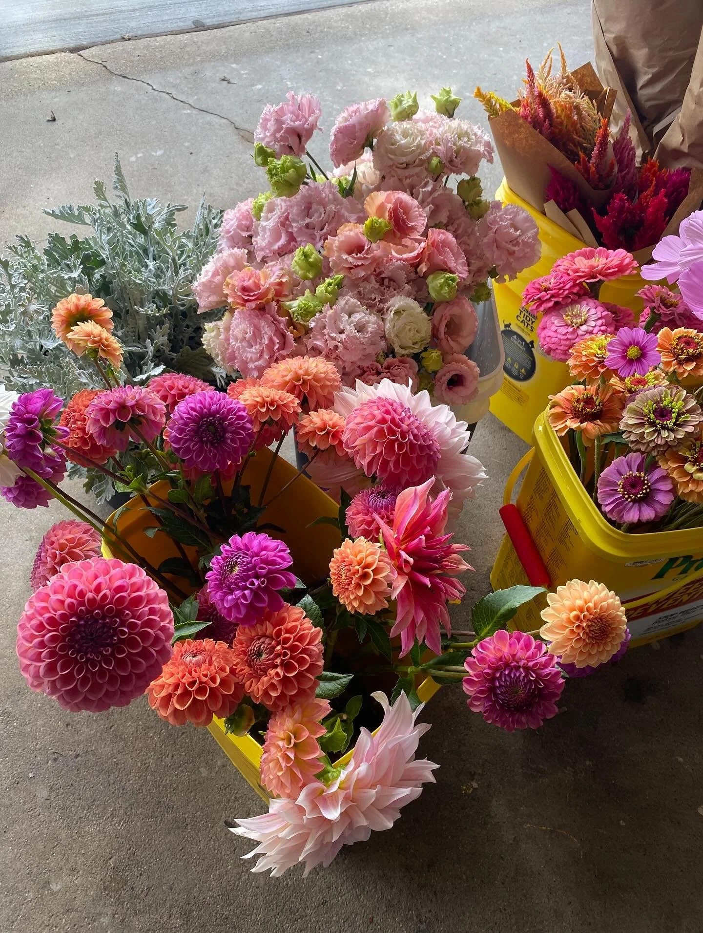 Flower snapshots from last week. 💐

Last week many pretty blooms were sent off to subscription members, florist, a storefront, and the flower stand. ❤️

I also did some more planting, and grabbed this picture of a hot air balloon overlooking the gar