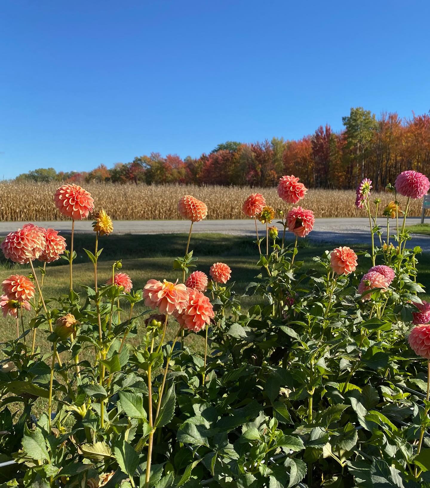 All the dahlias have been cut to the ground and the dahlia dig has begun.

These are the last pictures before I said goodbye to them for the season. If you&rsquo;re a newsletter reader, you know I&rsquo;ve been honest about this year&rsquo;s growing 