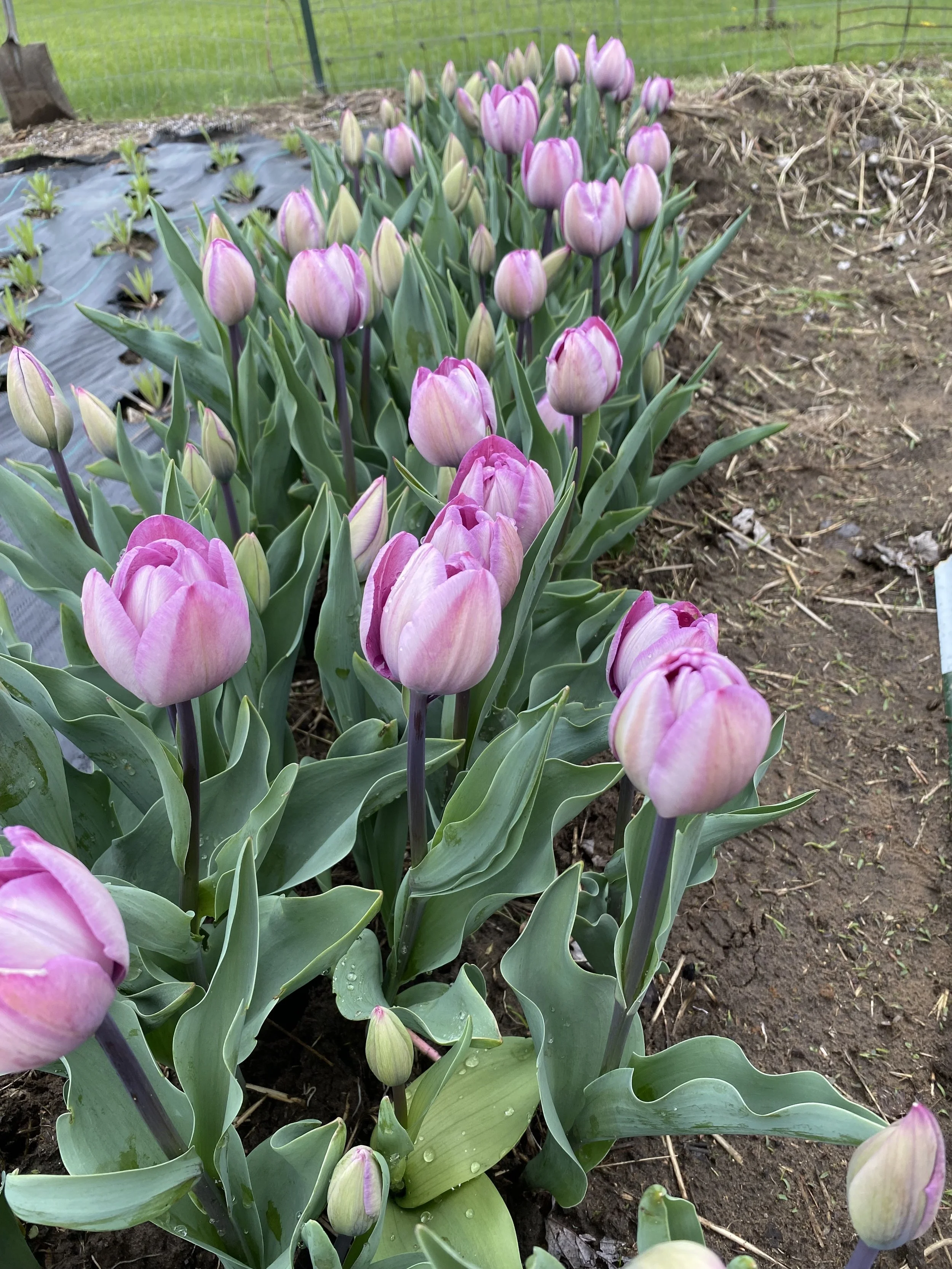 Locally Grown Tulips