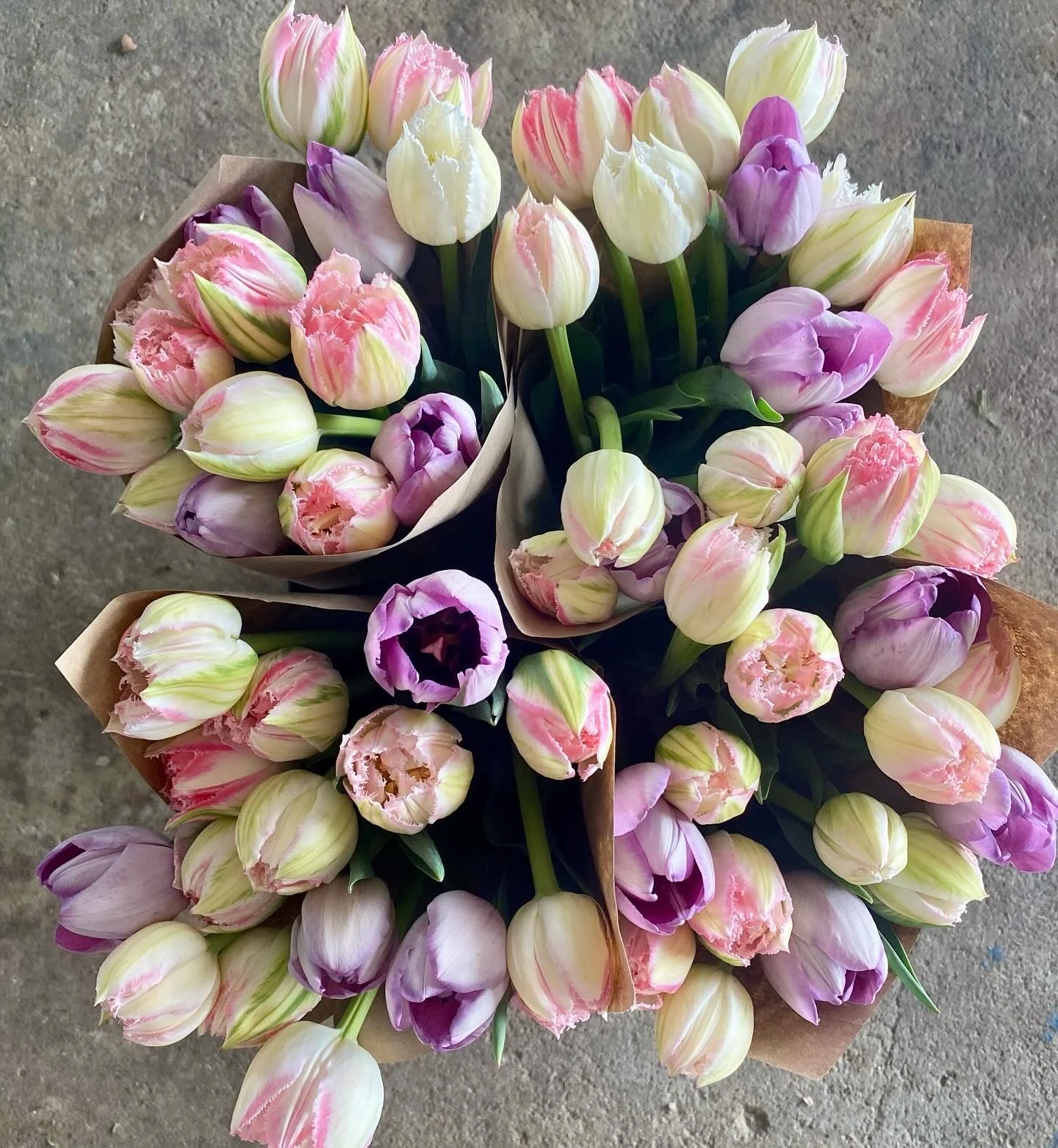 Tulip Subscription Bouquet 