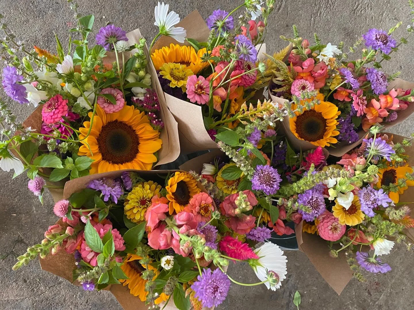 Did you miss our newsletter? If so, check out our blog post with some fall garden updates + a 2026 flower subscription preview. 🌸 

https://www.kateandjuneblooms.com/blog/fall-garden-update-2026-flower-subscription-preview