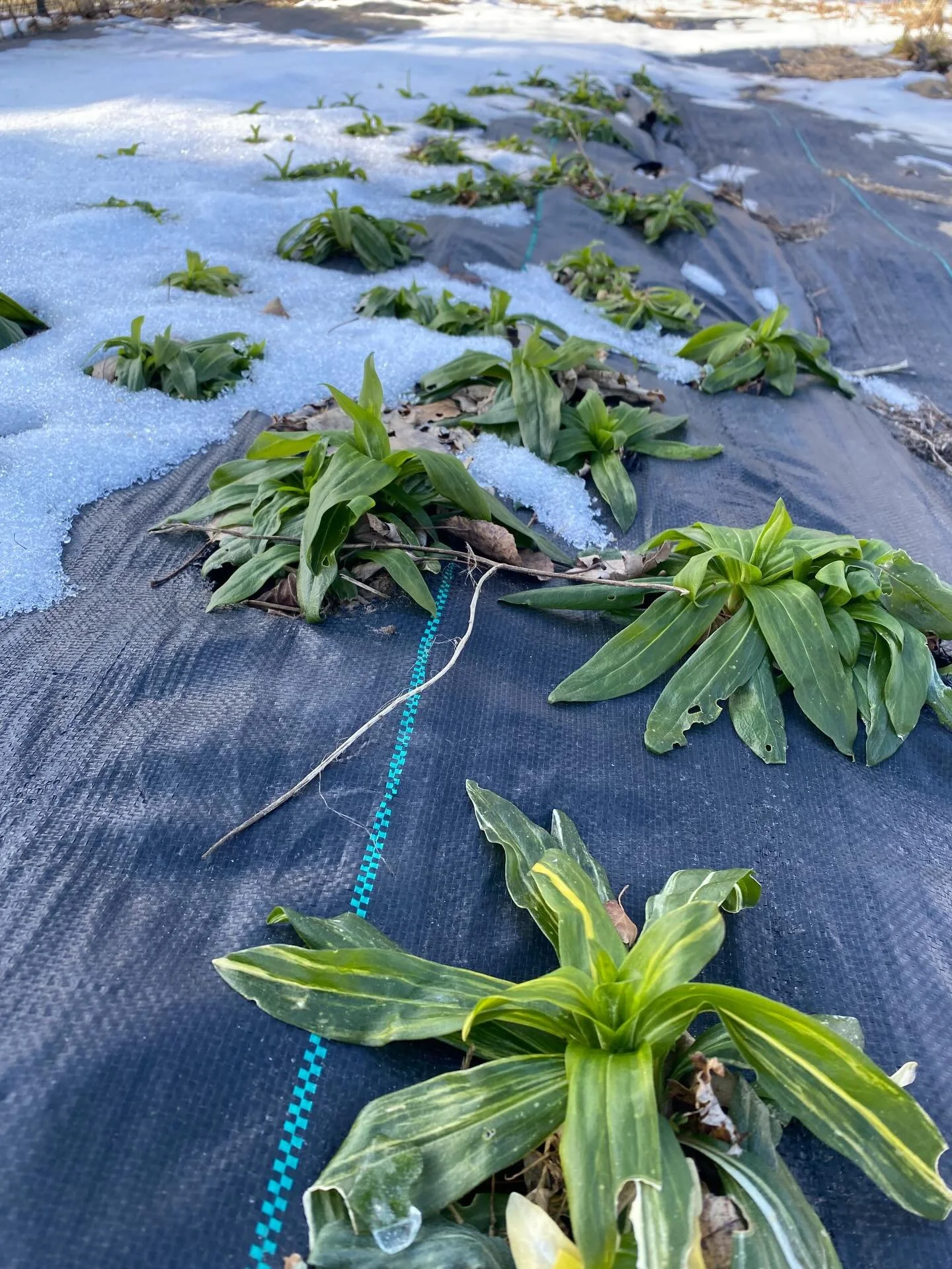 The kids and I got outside today for some cold fresh air. Now that the snow is mostly gone (I&rsquo;m SO sad 😭), I can see how the fall planted flower seedlings are doing. They may look a little rough to some people, but they are actually doing grea
