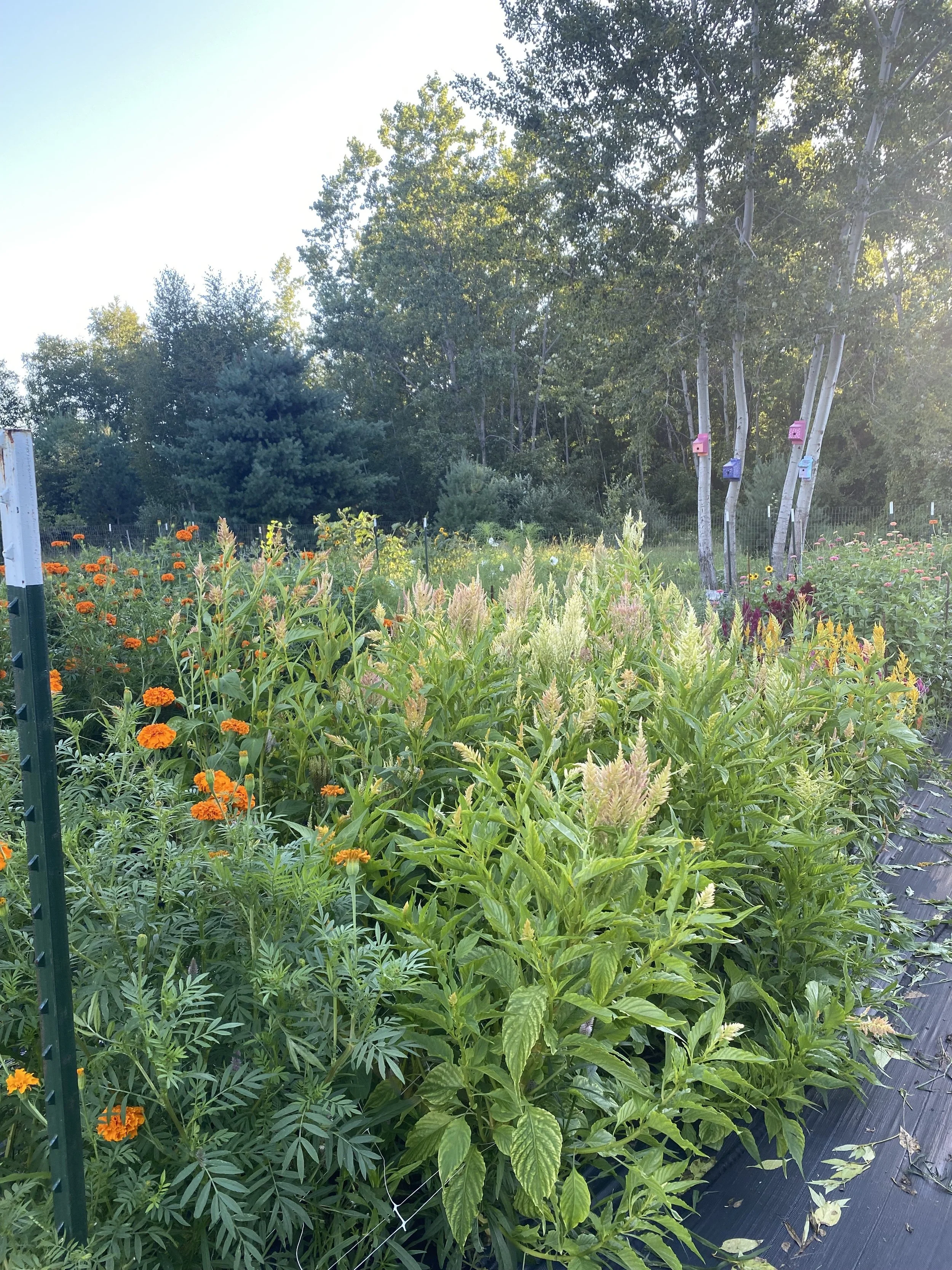 January: The Start of Something Beautiful