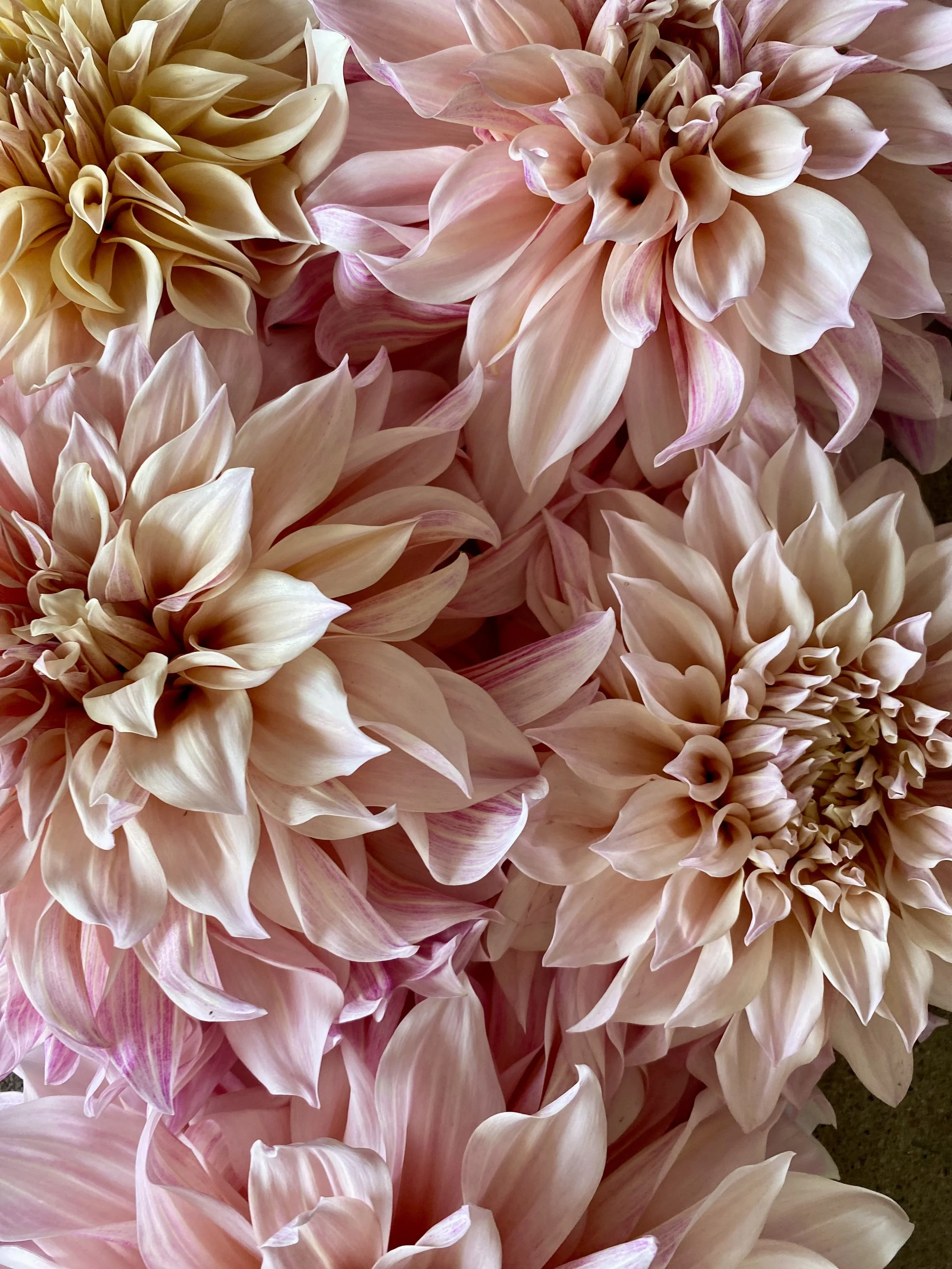 A Love Letter to Flowers 