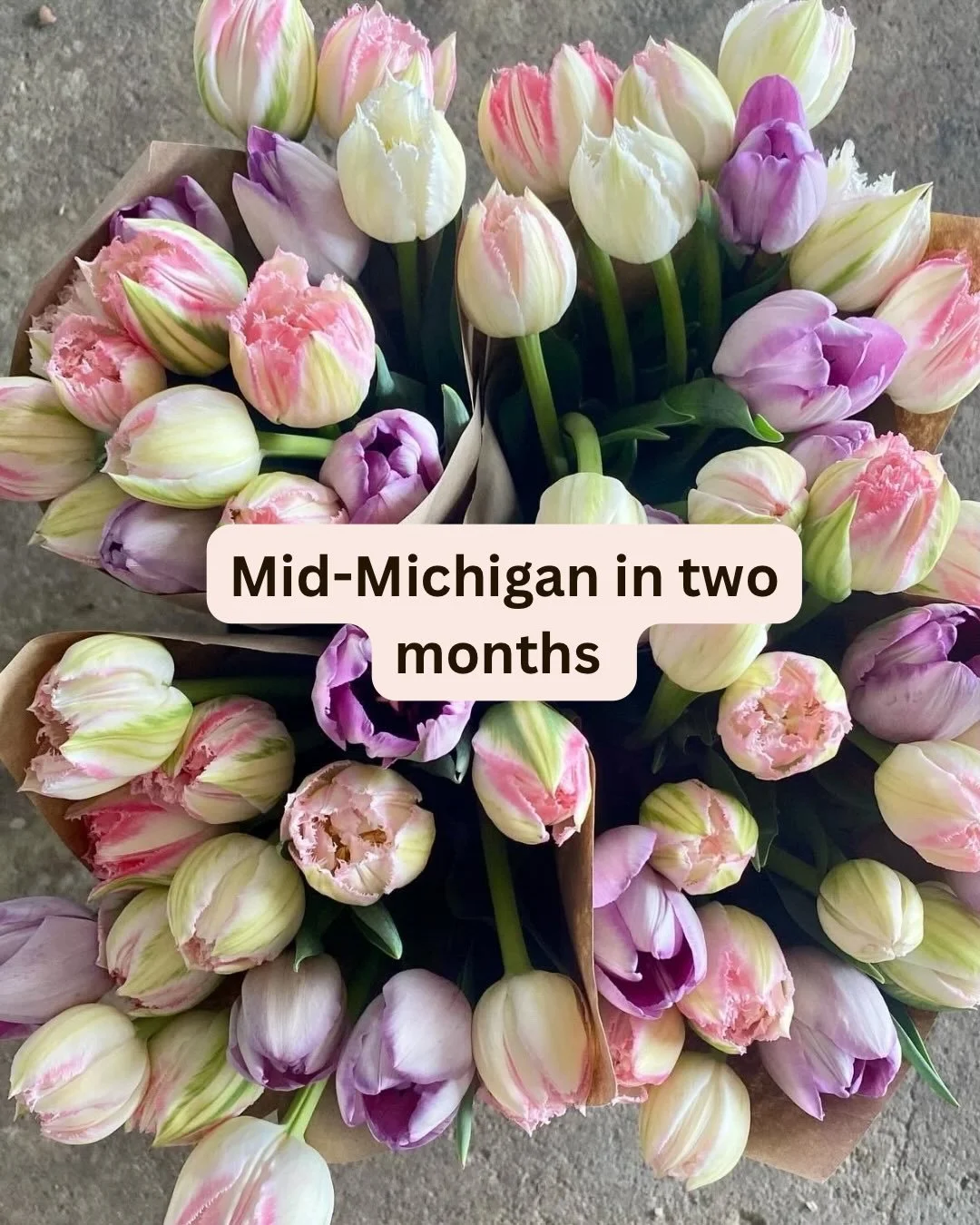Mid-Michigan in two months 🌷

Right now it feels impossible to imagine tulips emerging from the soil&hellip;but they will. 

Hold on. Spring is closer than it feels. 

-A Michigan girl tired of winter