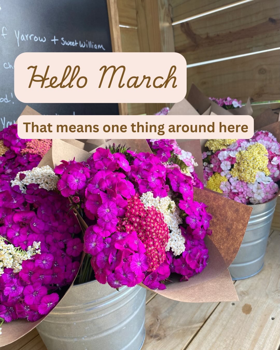 Hi March! 

It&rsquo;s not quite &ldquo;go time&rdquo; around here yet (that&rsquo;s for when the tulips bloom), but it&rsquo;s the start of seed starting season where everything kicks off. 

I&rsquo;m so ready to start growing your beautiful flowers