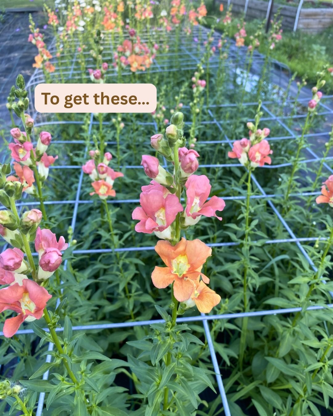 Your flowers have started their growing journey and are on their way to you. 🌱🌸