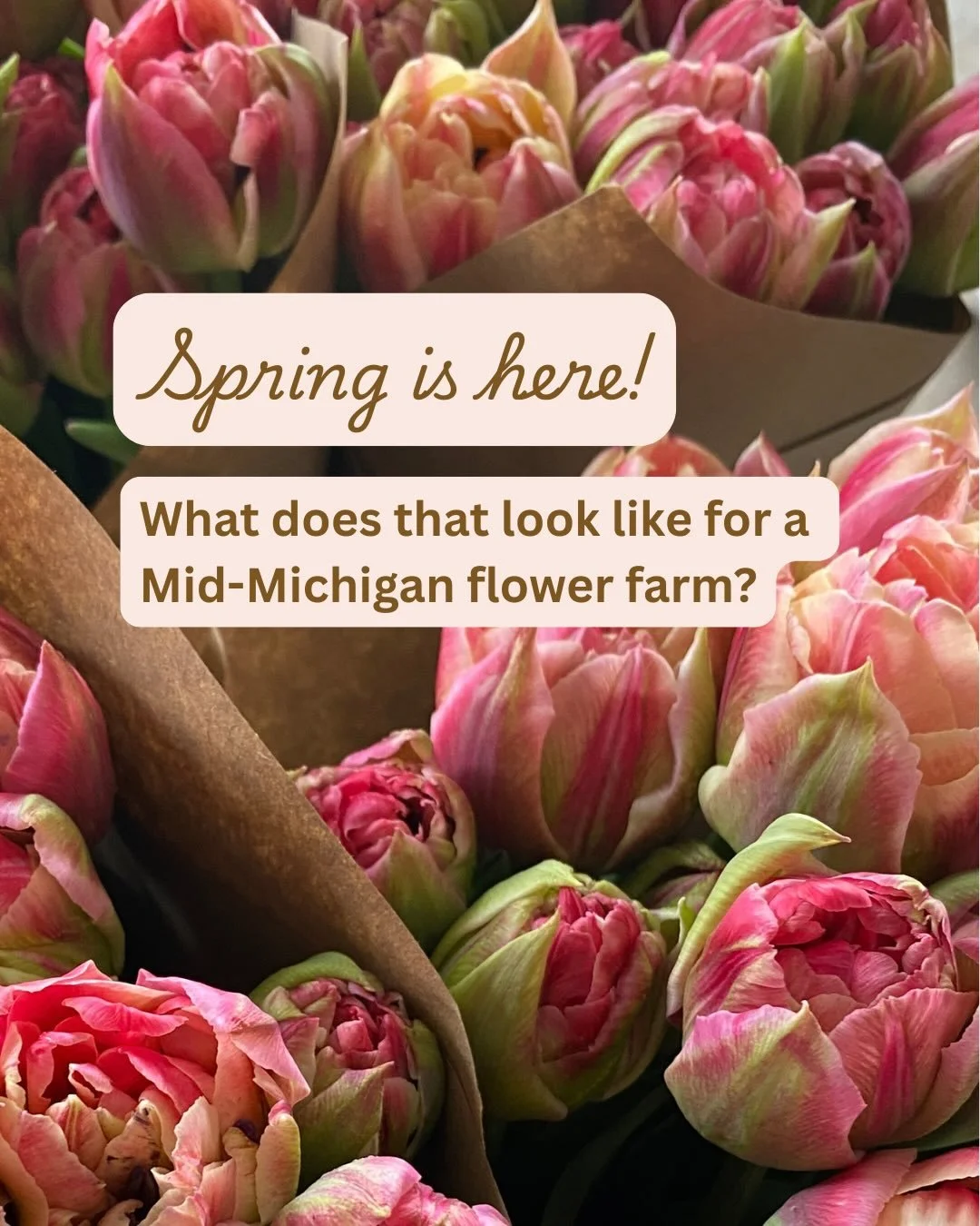 Spring is here! What does that look like for a Mid-Michigan flower farm?

Spoiler: there are no flowers blooming yet! 

The start of spring is muddy, full of seed starting, and waiting on our tulips. 🌷 

The tulips are worth the wait and bloom mid t