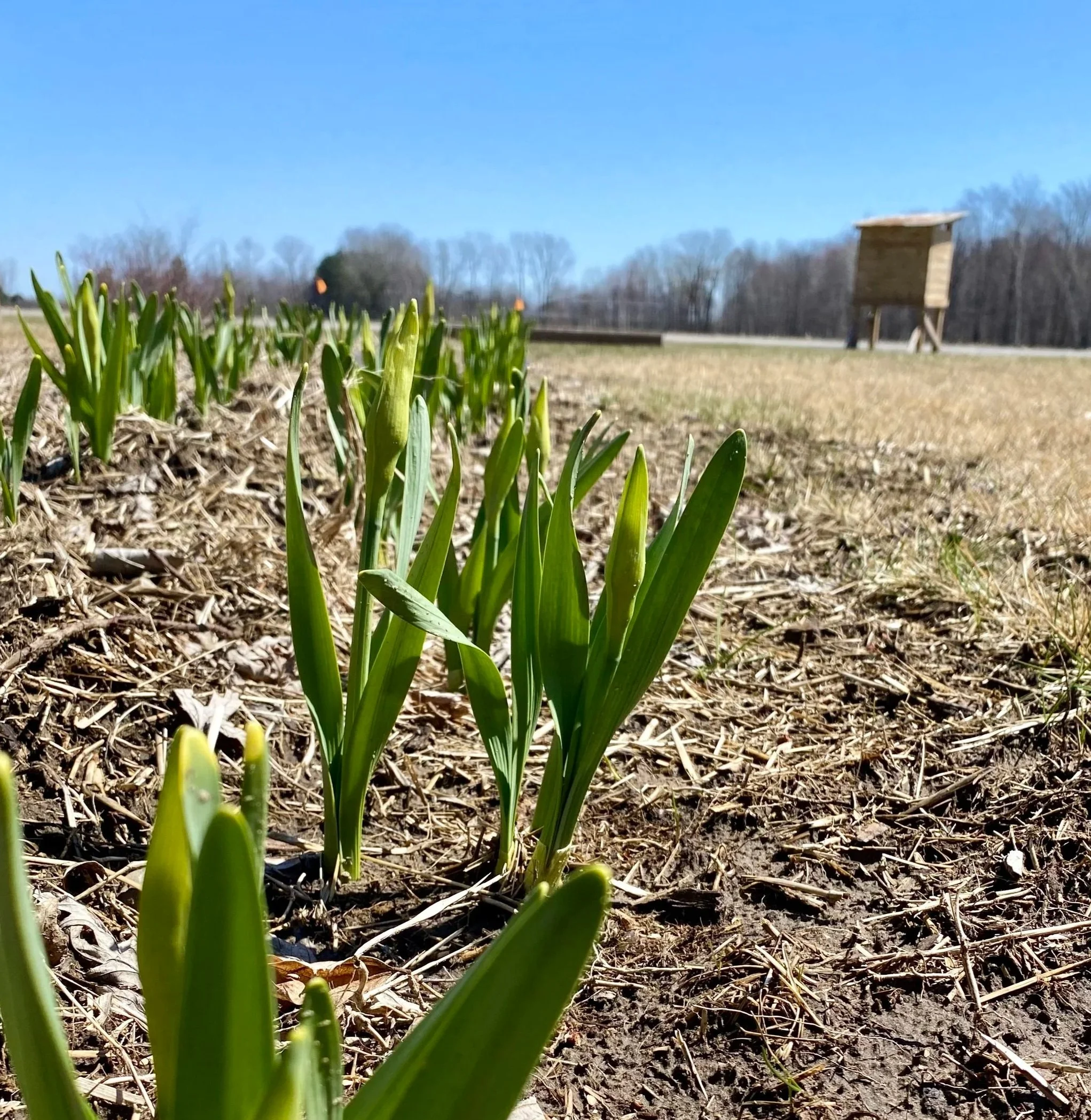 Signs of the Flower Season Beginning