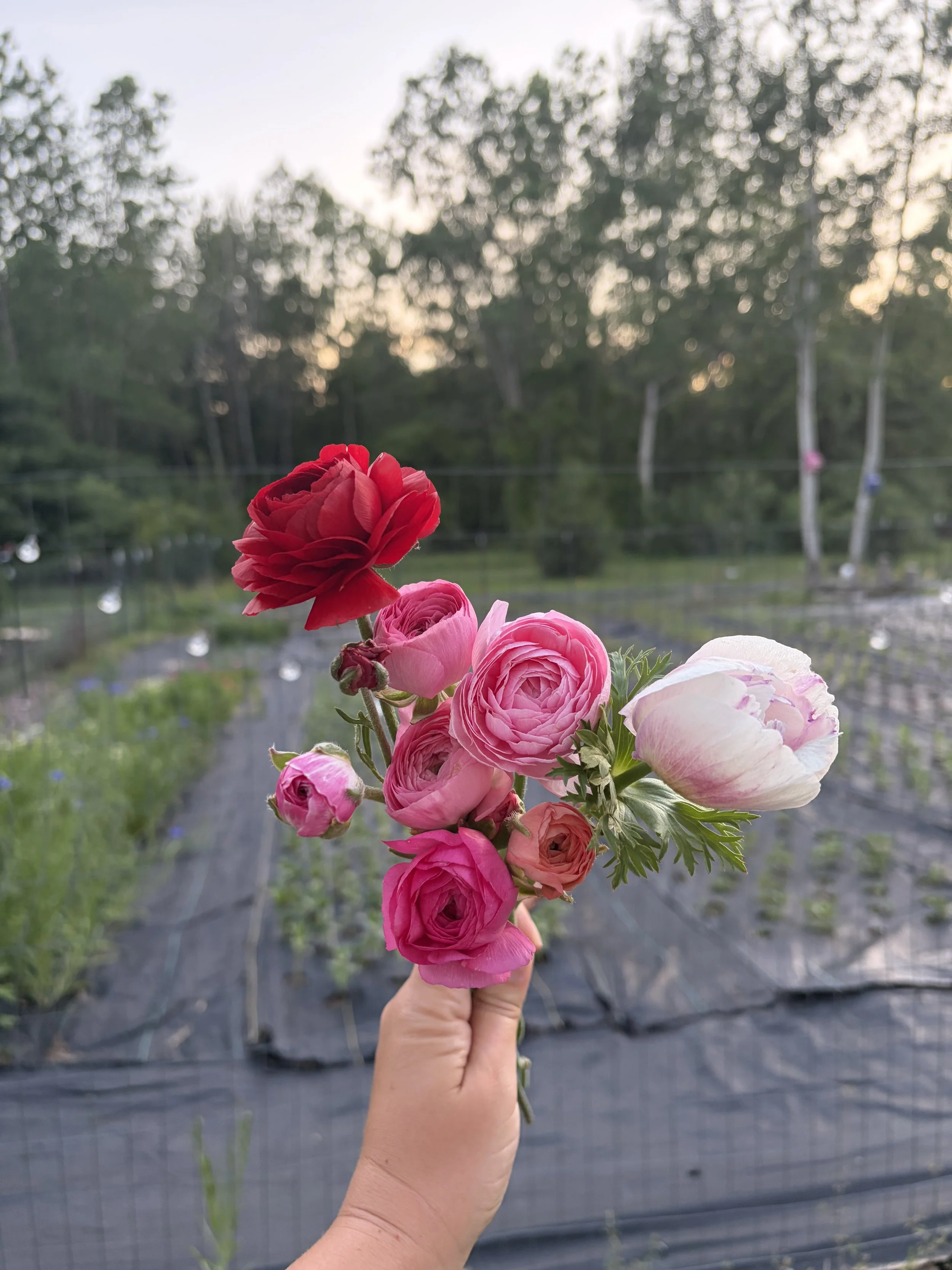 The June Gap in Michigan Grown Flowers