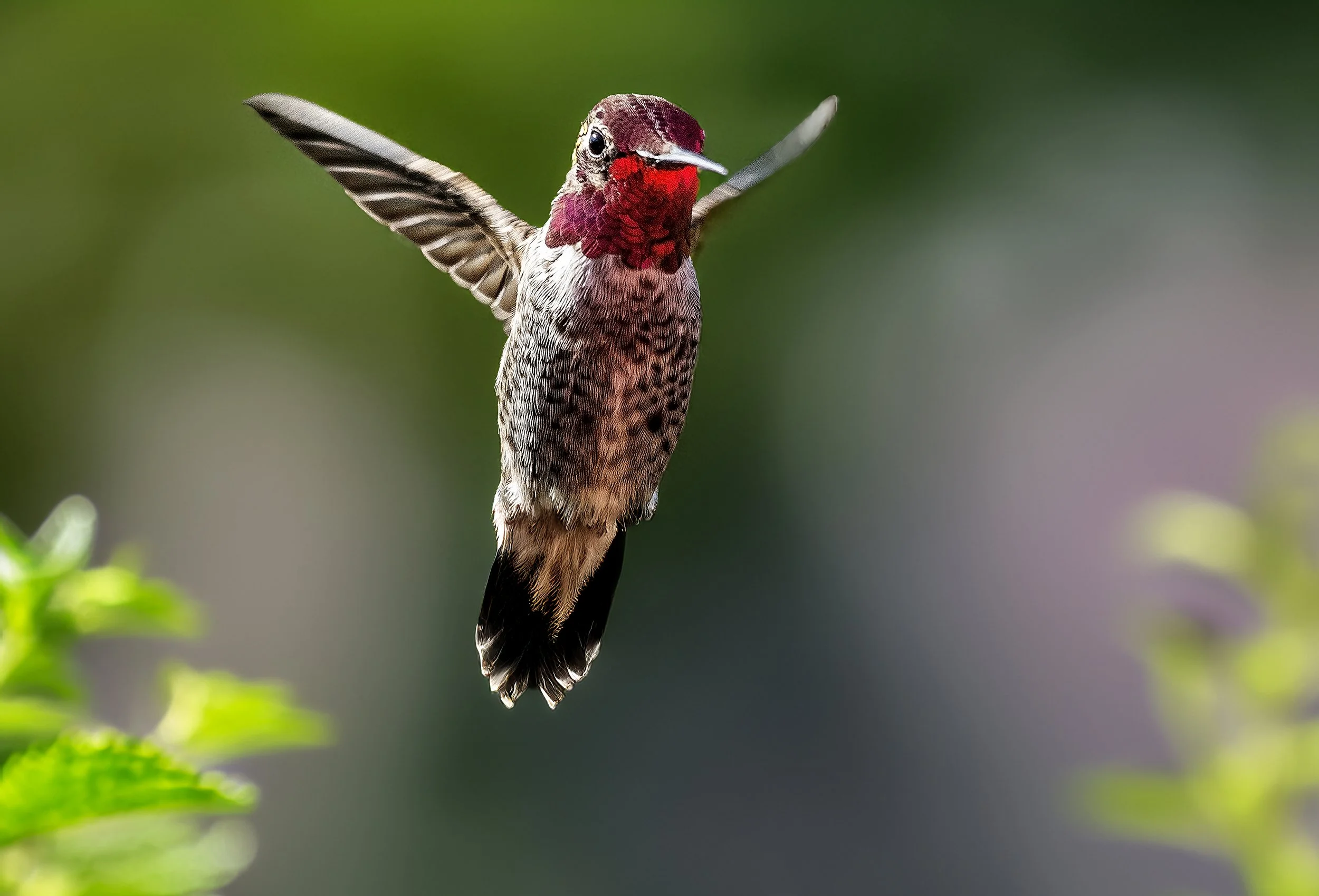 Delicate Visitor 72 2.jpg