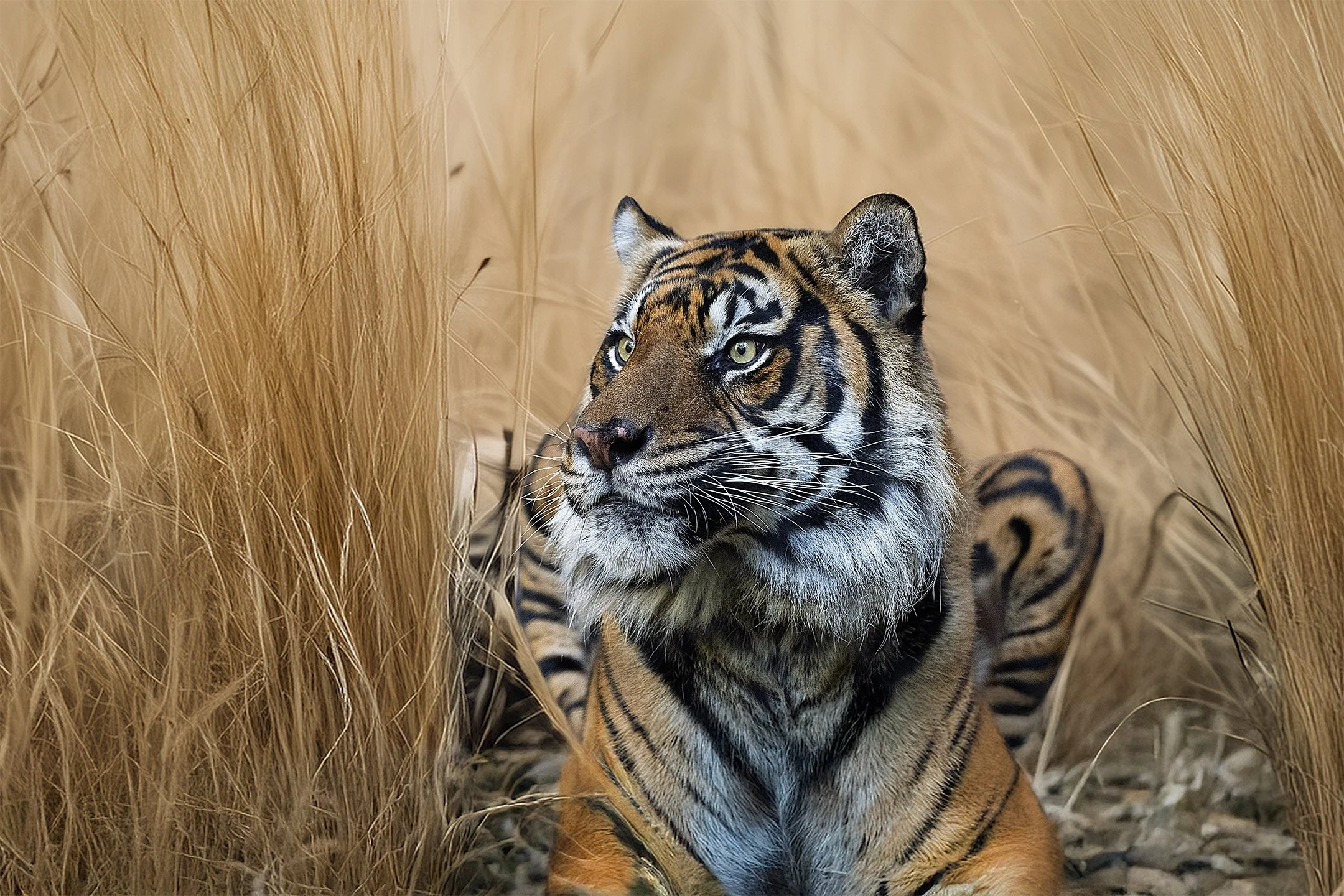 In the Tall Grass, the Forest Holds Its Breath.   Sumatran tiger  300 60x20..jpg