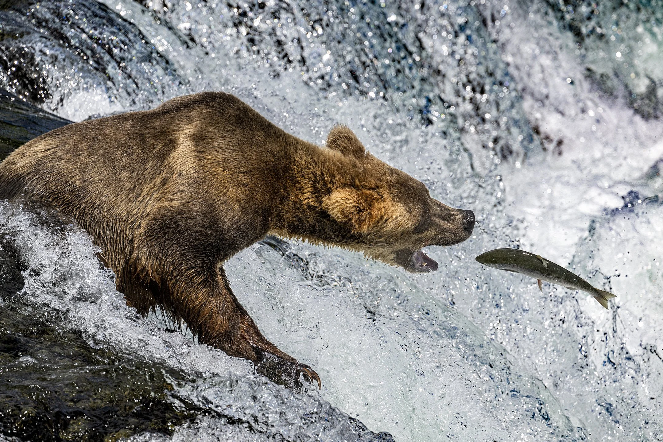 The Catch Brooks Falls 72.jpg